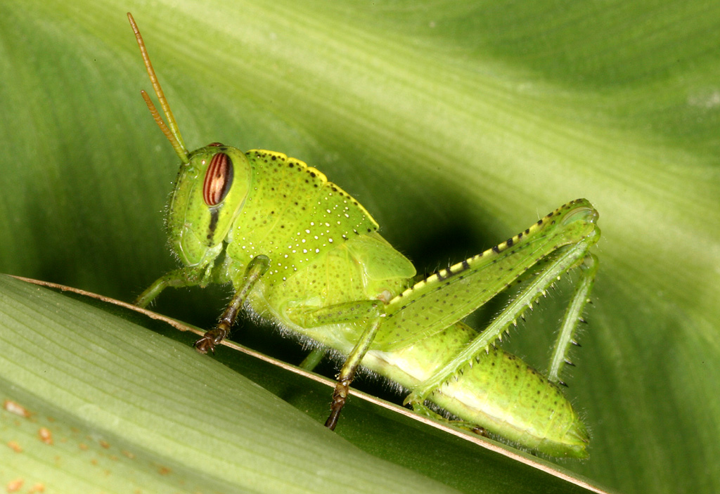 Anacridium aegyptium - Copyright Denis Bourgeois