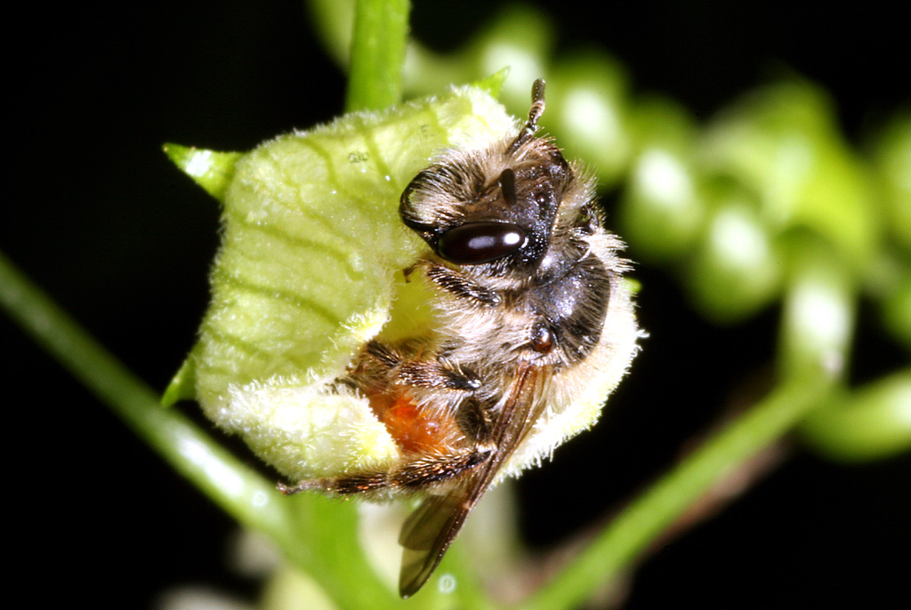 Andrena florea - Copyright Denis Bourgeois