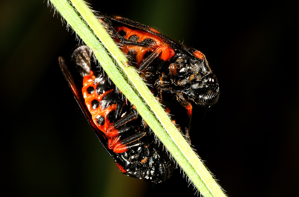 Cercopis intermedia - Copyright Denis Bourgeois