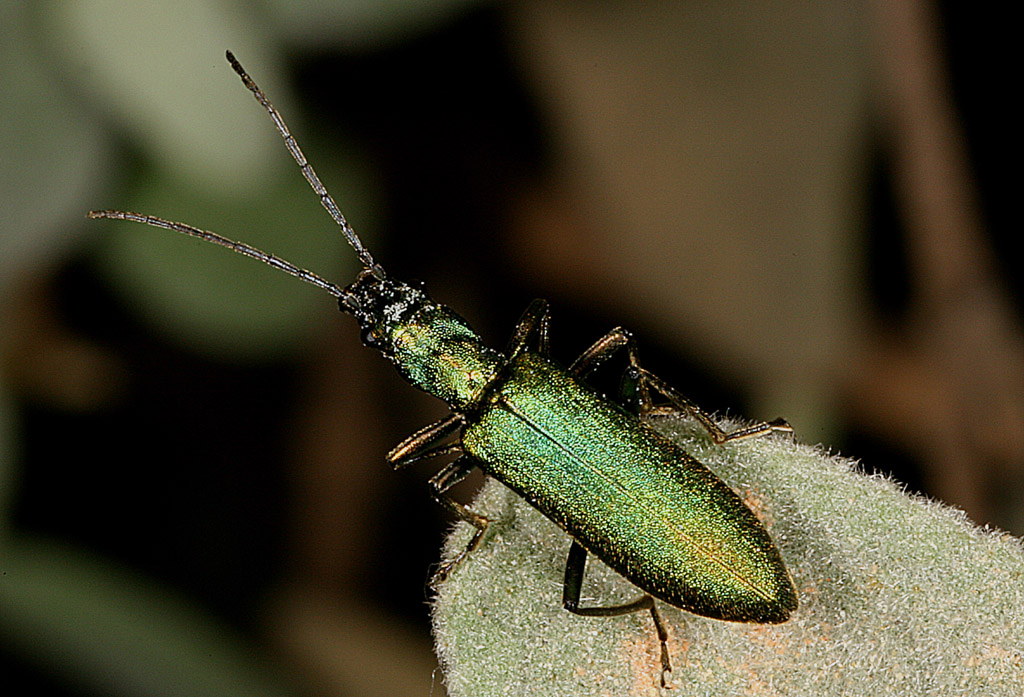 Chrysanthia viridissima - Copyright Denis Bourgeois