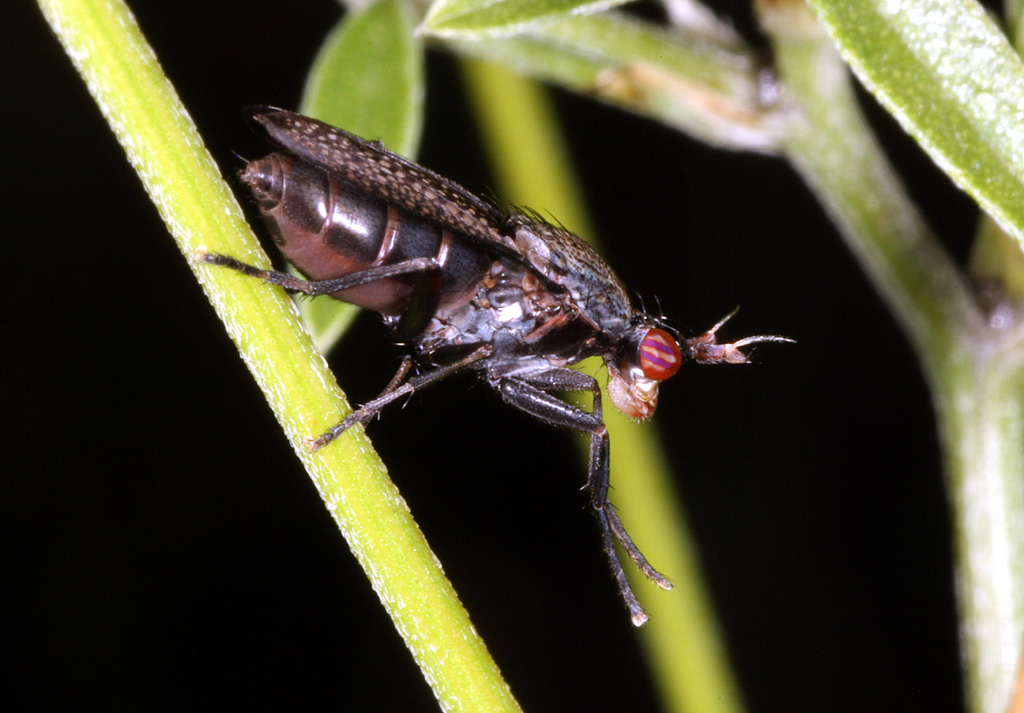 Coremacera marginata - Copyright Denis Bourgeois