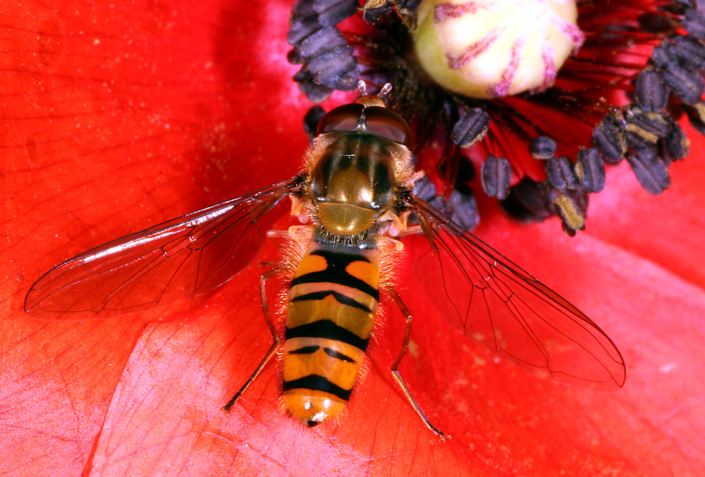 Episyrphus balteatus - Copyright Denis Bourgeois