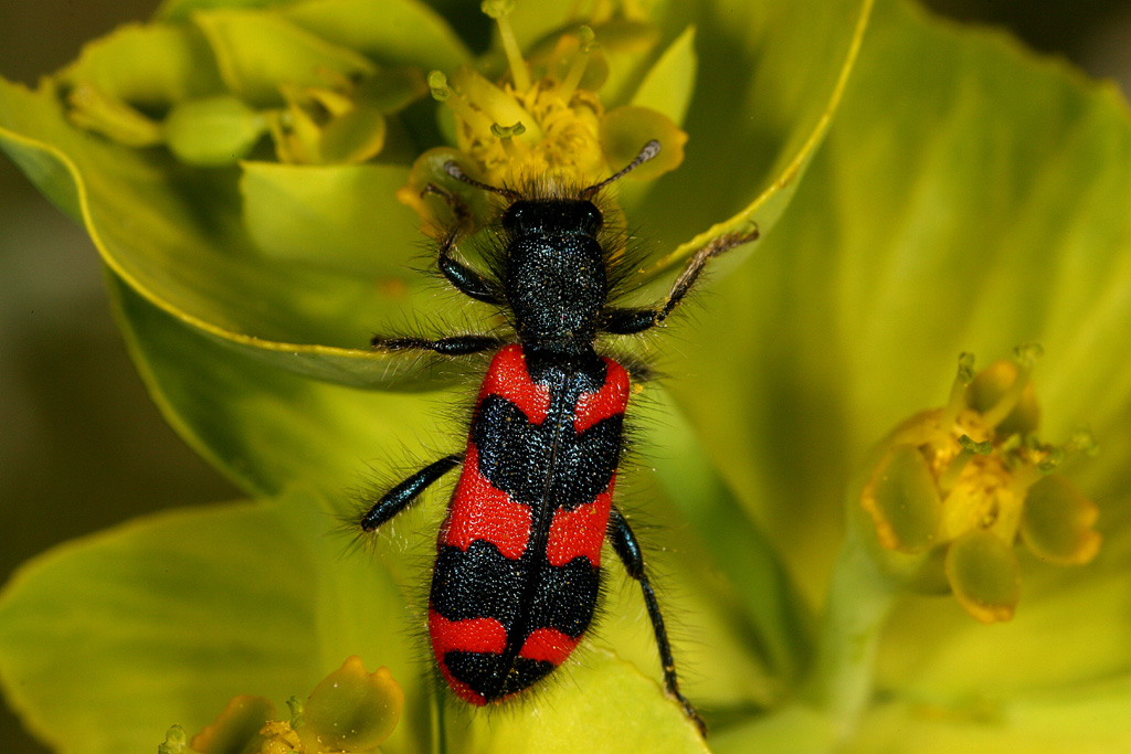 Trichodes alvearius - Copyright Denis Bourgeois