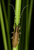 Agapanthia villosoviridescens