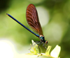 Calopteryx virgo