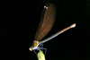 Calopteryx virgo