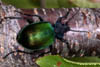 Calosoma sycophanta