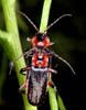 Cantharis rustica