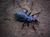 Carabus intricatus