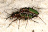 Cicindela campestris