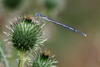 Coenagrion sp.