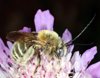 Eucera sp.