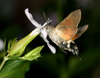 Macroglossum stellatarum