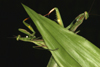 Mantis religiosa