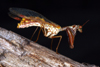 Mantispa styriaca