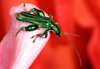 Oedemera nobilis