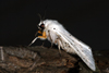 Spilosoma lubricipeda