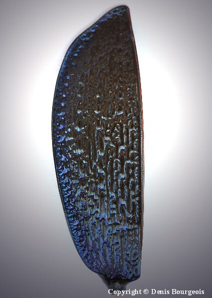 Carabus (Chaetocarabus) intricatus - Copyright Denis Bourgeois