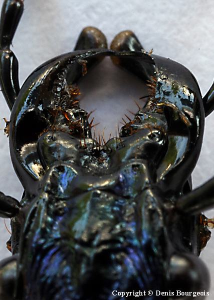 Carabus (Chaetocarabus) intricatus - Copyright Denis Bourgeois