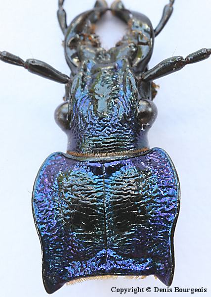 Carabus (Chaetocarabus) intricatus - Copyright Denis Bourgeois