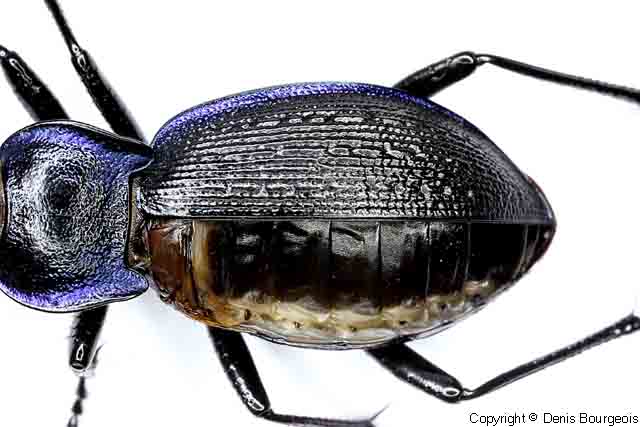 Carabus (Mesocarabus) problematicus - Copyright Denis Bourgeois