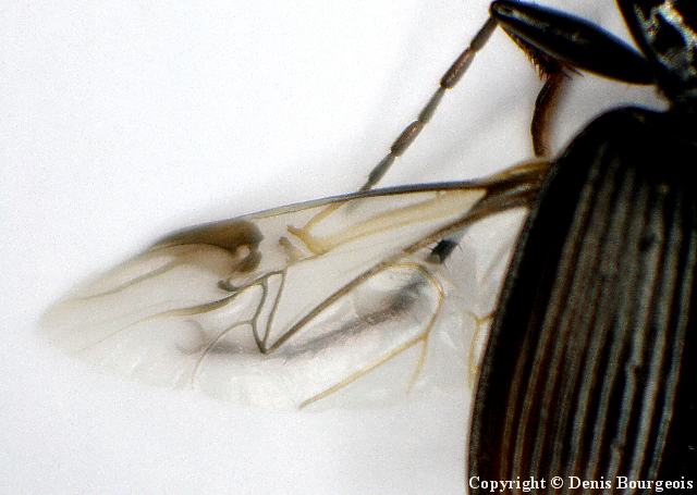 Limodromus assimilis - Copyright Denis Bourgeois