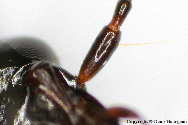Limodromus assimilis - Copyright Denis Bourgeois