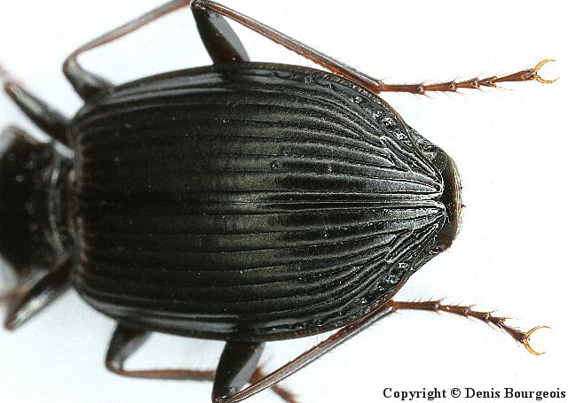 Limodromus assimilis - Copyright Denis Bourgeois