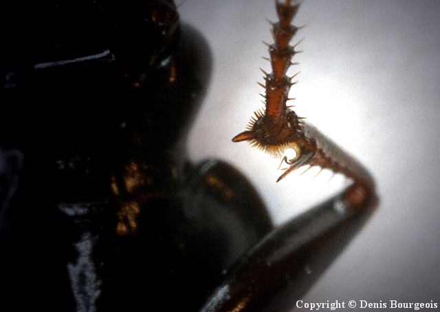 Limodromus assimilis - Copyright Denis Bourgeois