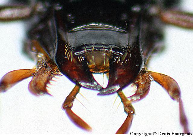 Limodromus assimilis - Copyright Denis Bourgeois