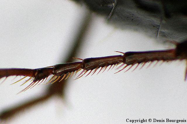 Limodromus assimilis - Copyright Denis Bourgeois