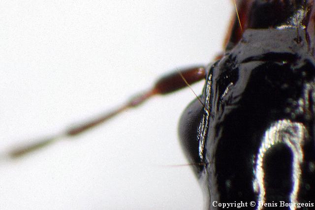 Limodromus assimilis - Copyright Denis Bourgeois