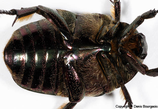Protaetia (Netocia) cuprea - Copyright Denis Bourgeois