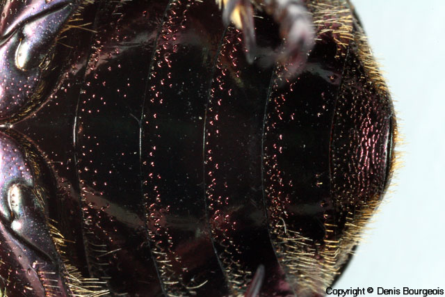 Protaetia (Netocia) cuprea - Copyright Denis Bourgeois
