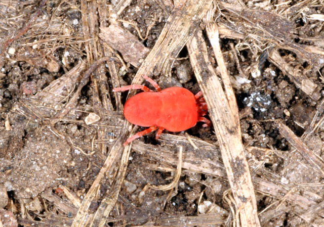 Eutrombidium rostratus - Copyright Denis Bourgeois