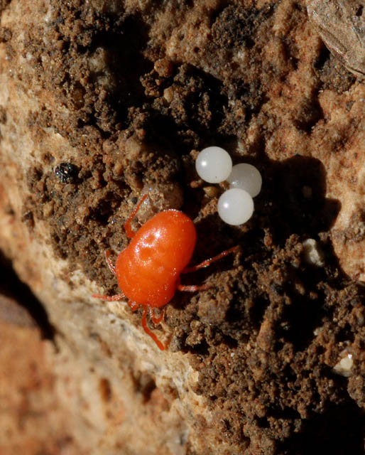 Eutrombidium rostratus - Copyright Denis Bourgeois