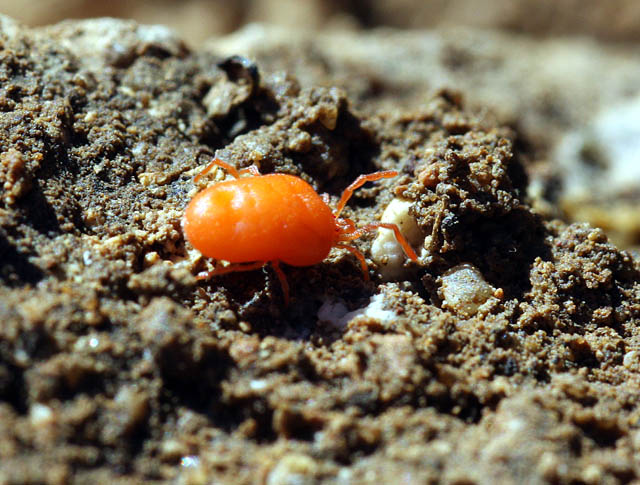 Eutrombidium rostratus - Copyright Denis Bourgeois