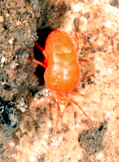 Eutrombidium rostratus - Copyright Denis Bourgeois