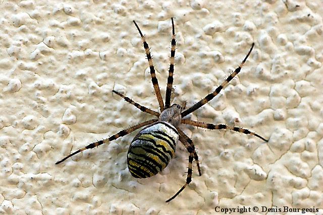 Argiope bruennichi - Copyright Denis Bourgeois
