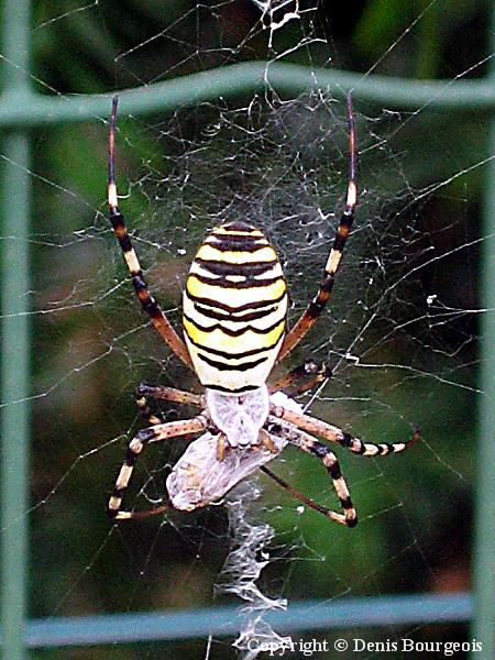 Argiope bruennichi - Copyright Denis Bourgeois
