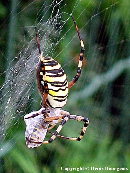 Argiope bruennichi - Copyright Denis Bourgeois