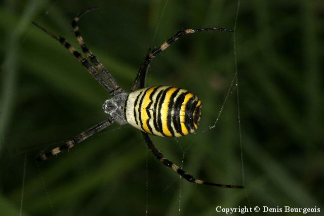 Argiope bruennichi - Copyright Denis Bourgeois