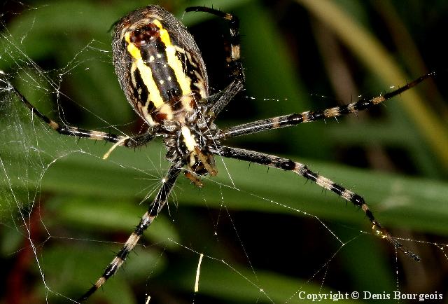Argiope bruennichi - Copyright Denis Bourgeois