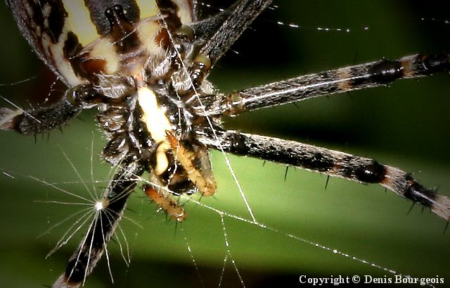 Argiope bruennichi - Copyright Denis Bourgeois