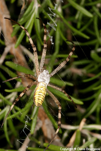 Argiope bruennichi - Copyright Denis Bourgeois