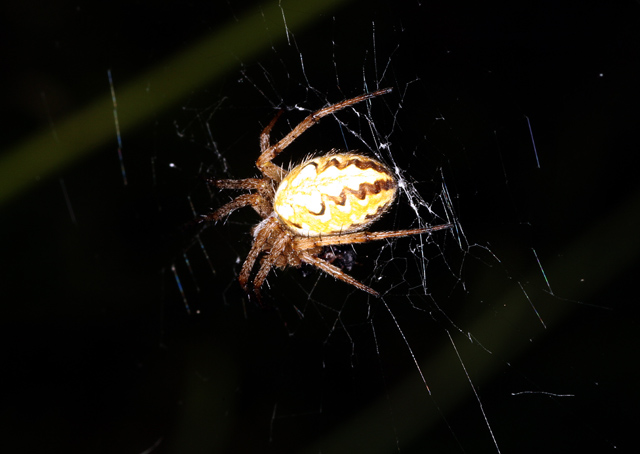 Neoscona adianta - Copyright Denis Bourgeois
