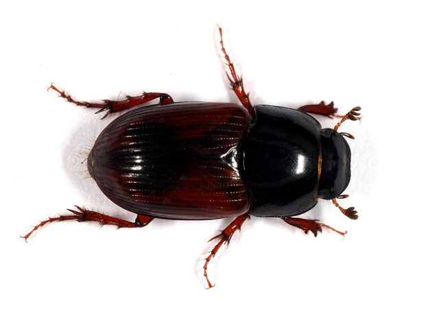 Biralus satellitius - Copyright Denis Bourgeois
