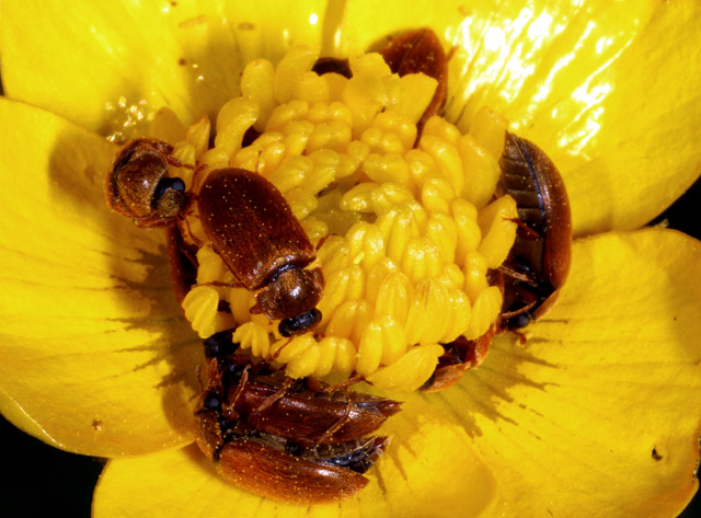 Byturus ochraceus - Copyright Denis Bourgeois