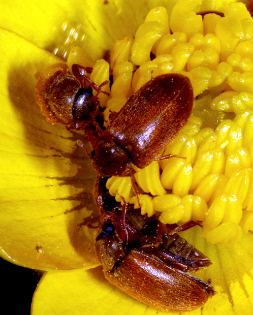 Byturus ochraceus - Copyright Denis Bourgeois