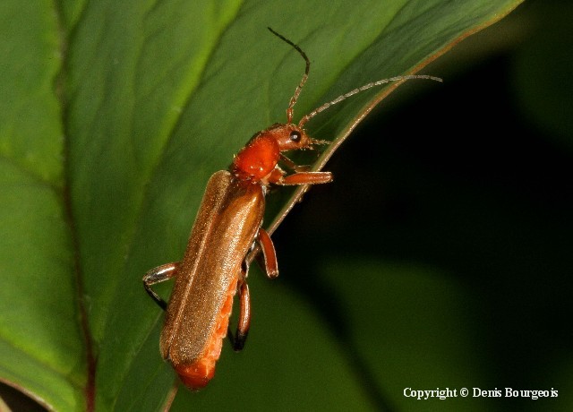 Cantharis livida - Copyright Denis Bourgeois